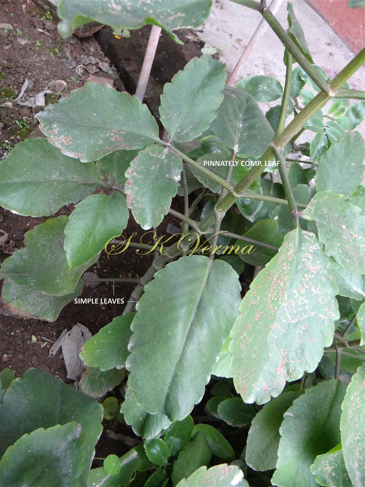  Leaves